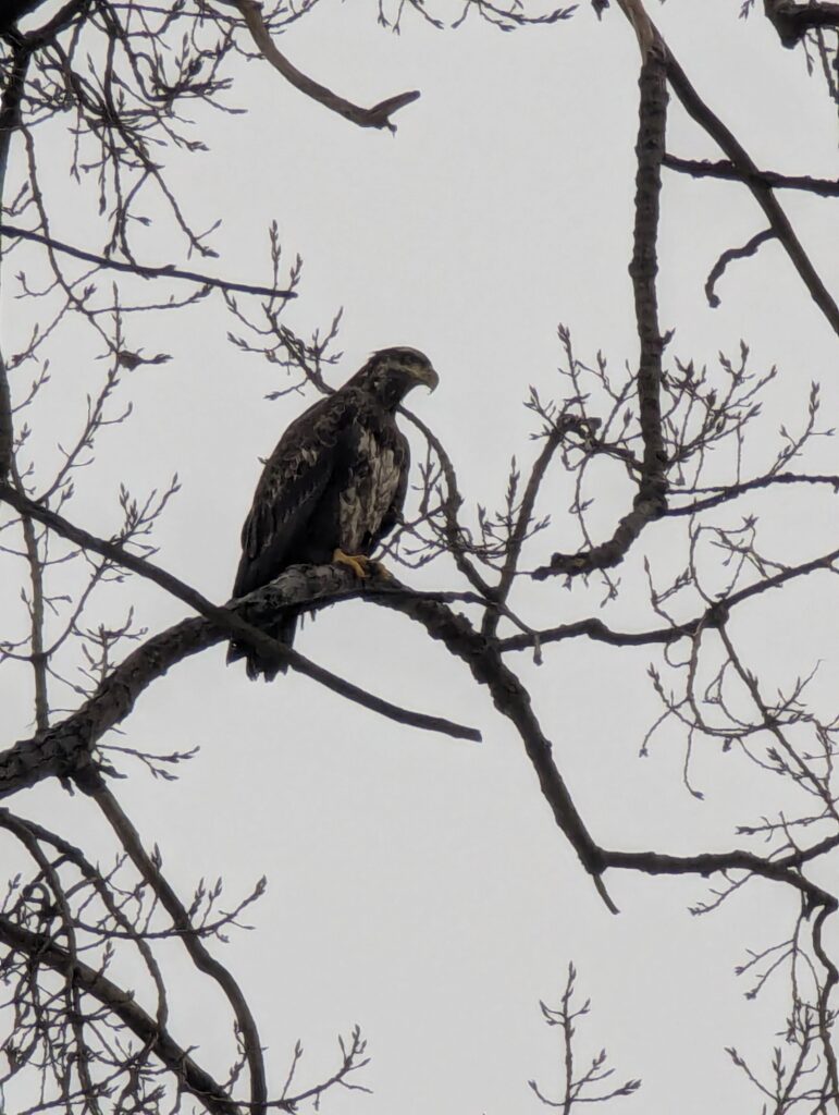 Eagle in Flint
