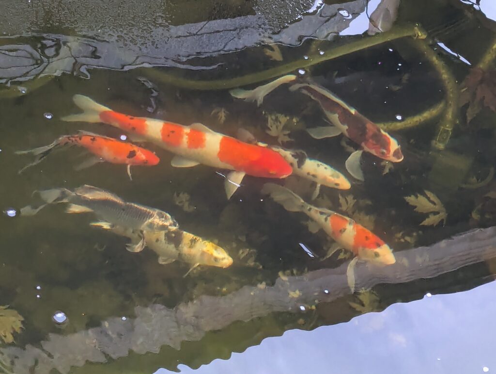 Koi fish in pond